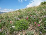 Перевал Улькен-Каинды, image of landscape/habitat.