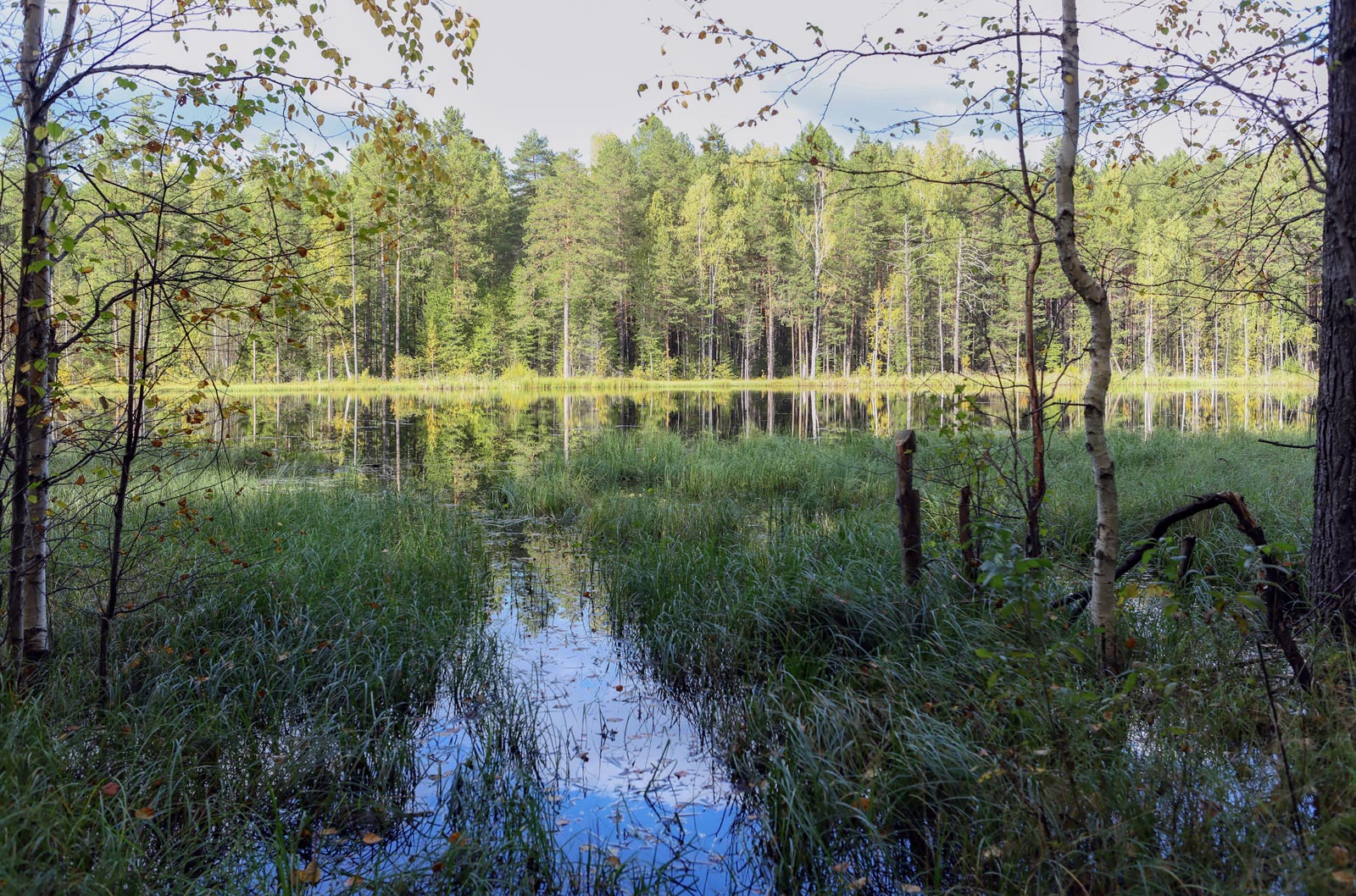 Кунчурихинский бор, image of landscape/habitat.