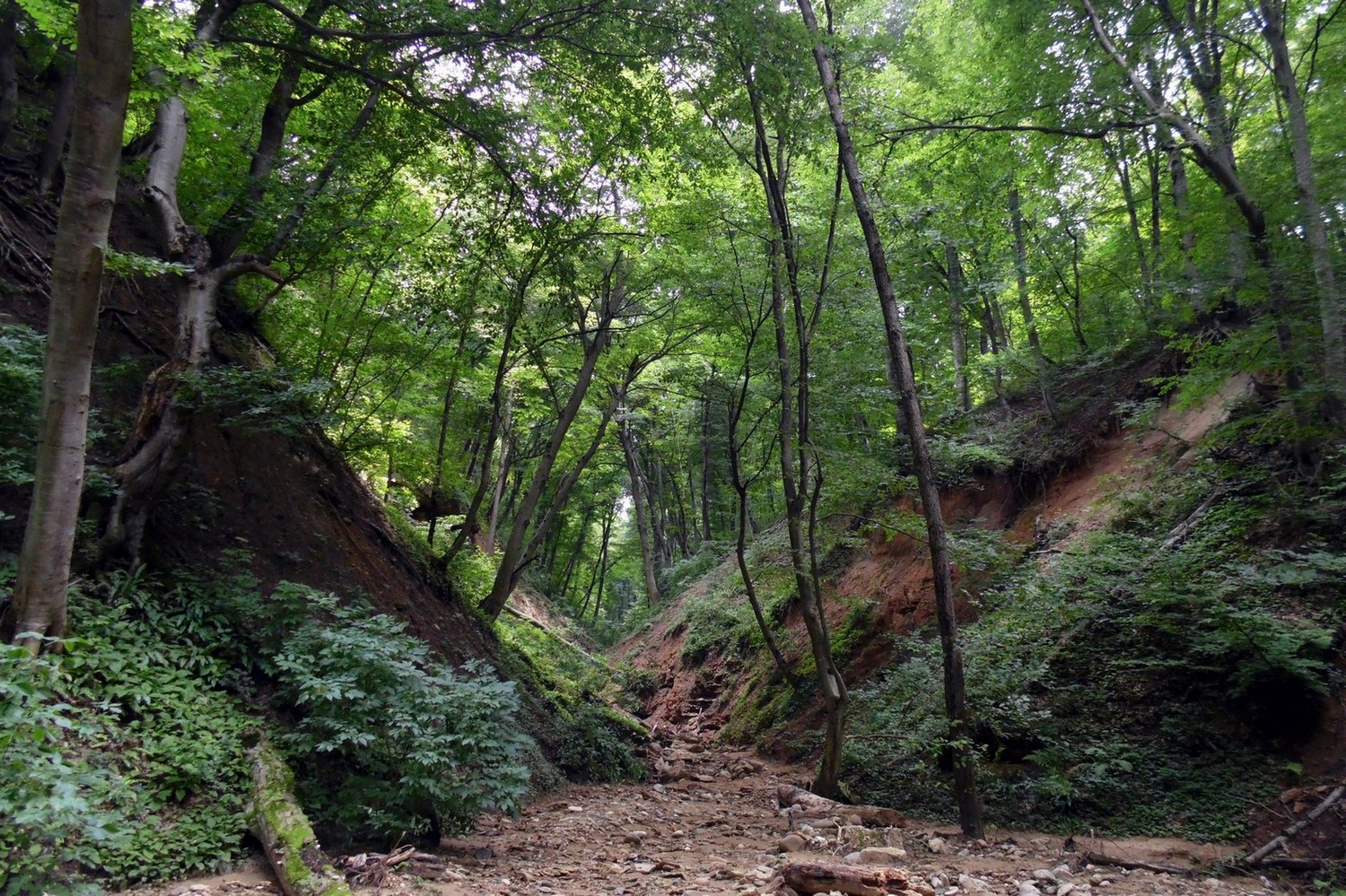 Майкоп и окрестности, image of landscape/habitat.