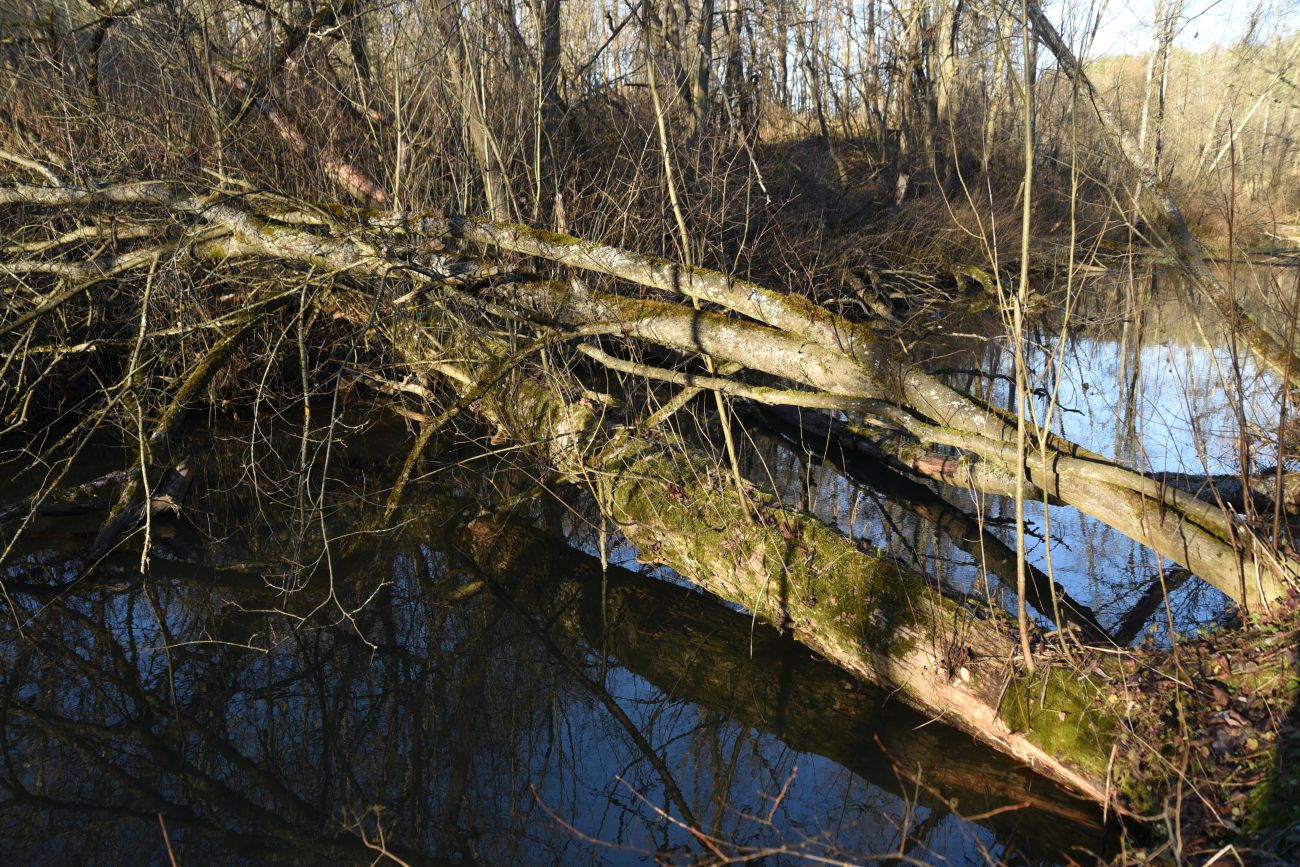 Вокруг хутора учителей Дёшиных, image of landscape/habitat.