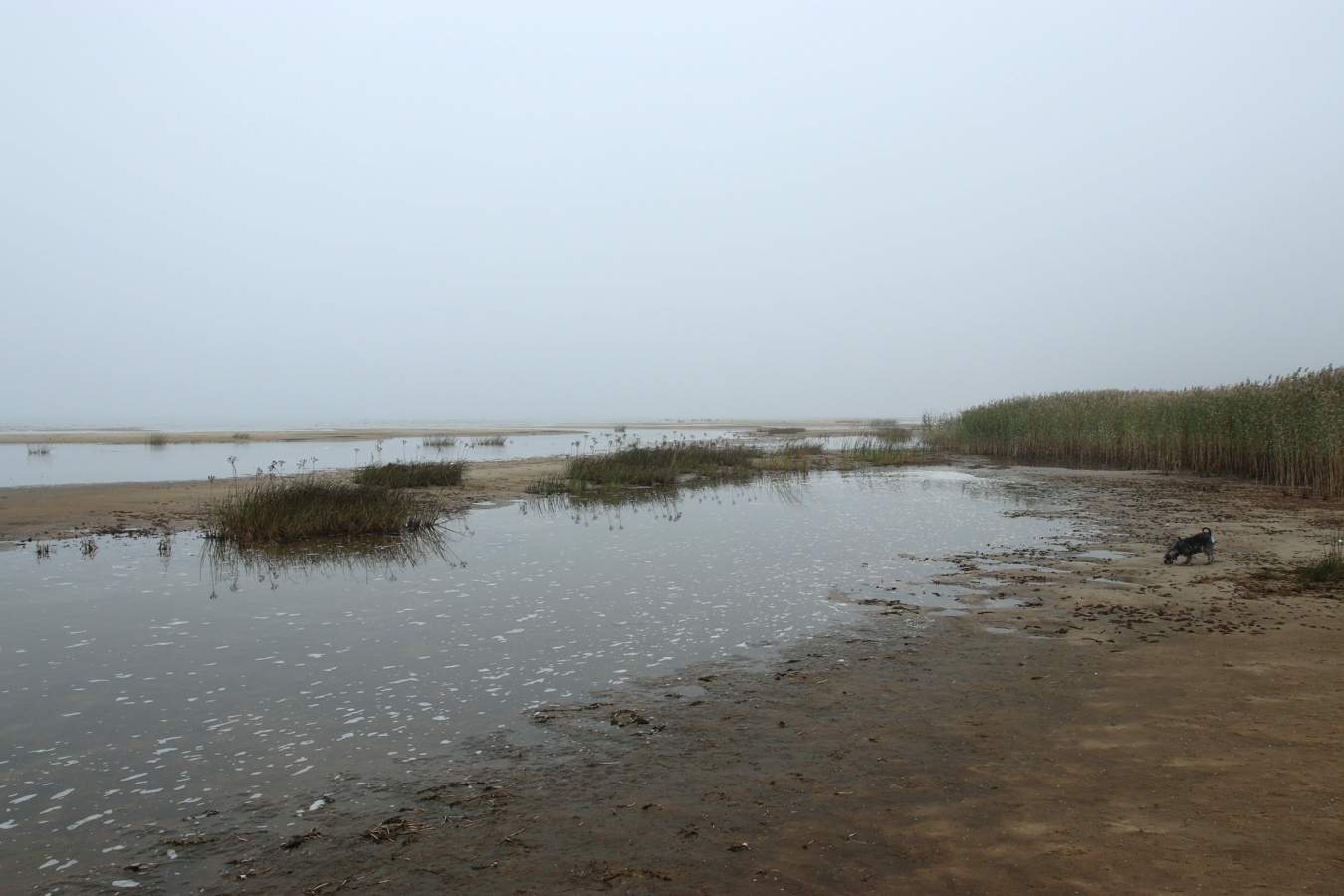 Спицино, image of landscape/habitat.