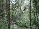 Пойма ручья, image of landscape/habitat.