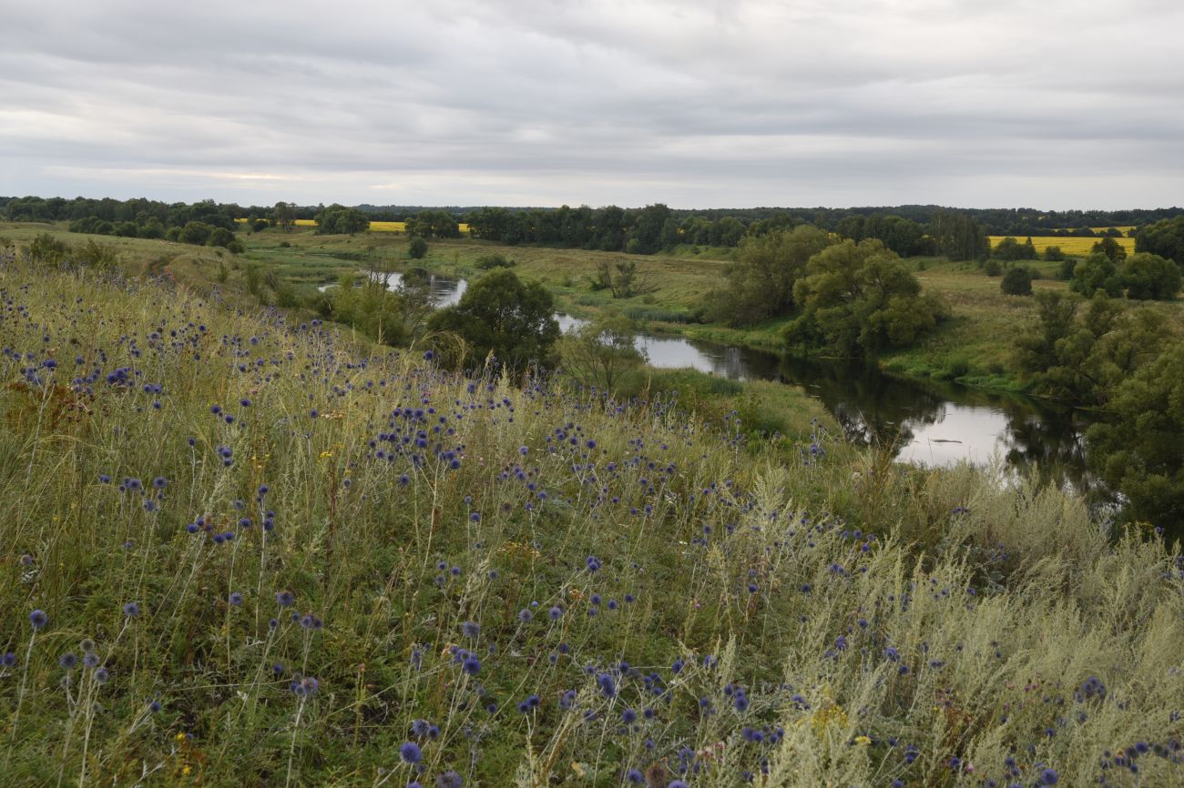 Степное урочище Горки, image of landscape/habitat.