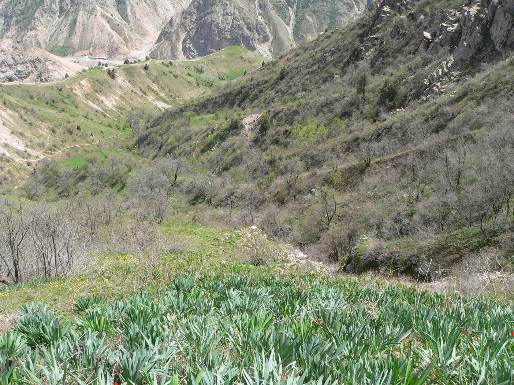 Кондара, image of landscape/habitat.