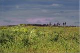 Лесничество «Красный Маяк», image of landscape/habitat.