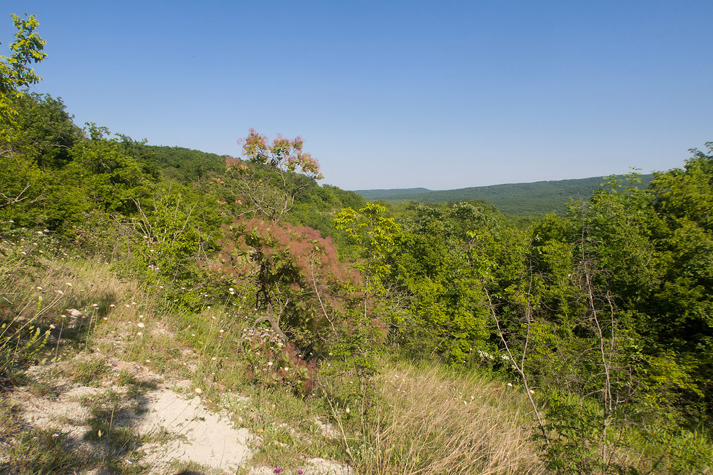 Зарастающий мергелевый карьер, image of landscape/habitat.