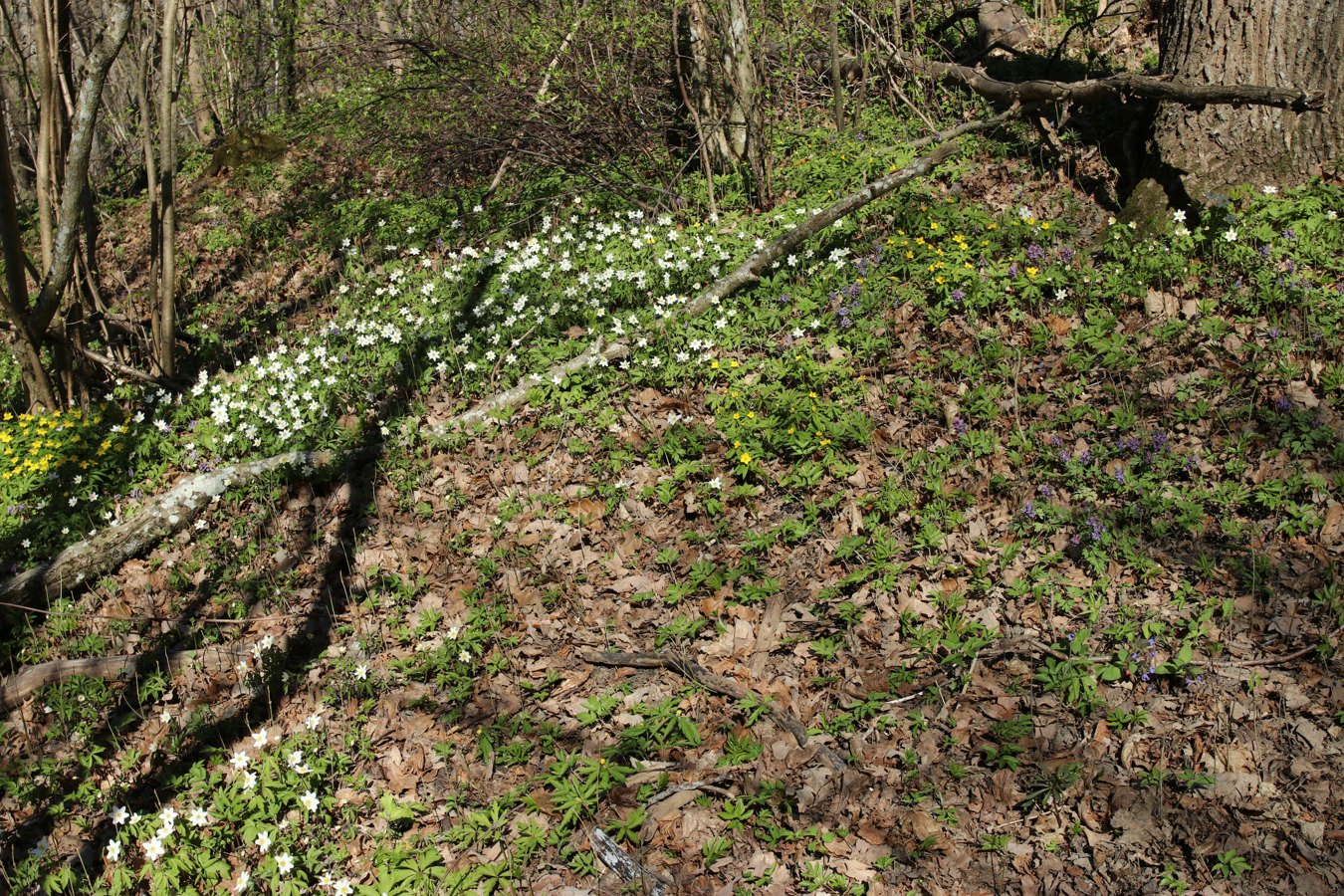 Дудергофские высоты, image of landscape/habitat.