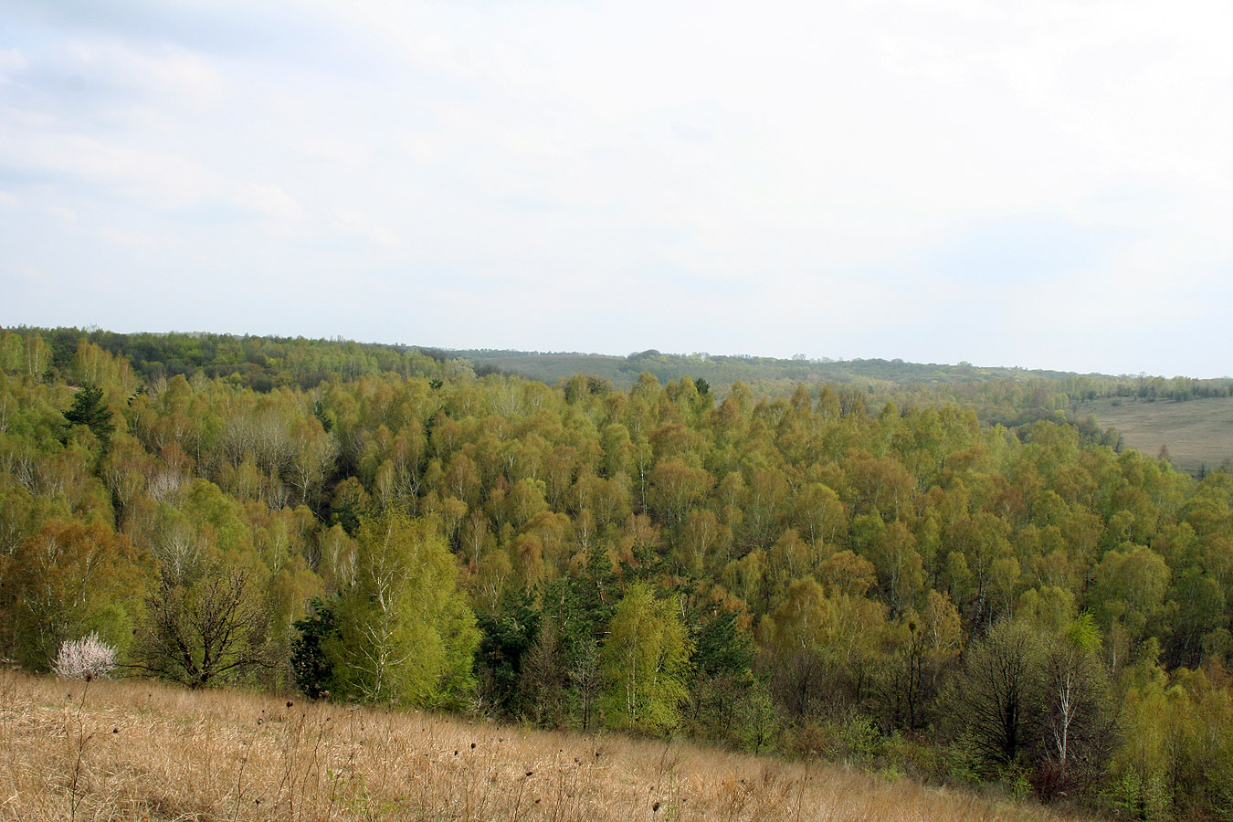 Трахтемиров, image of landscape/habitat.