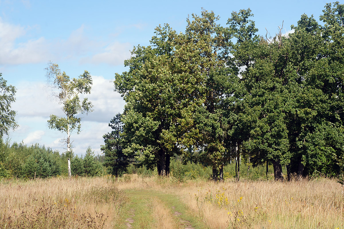 Окрестности Хрипани, image of landscape/habitat.