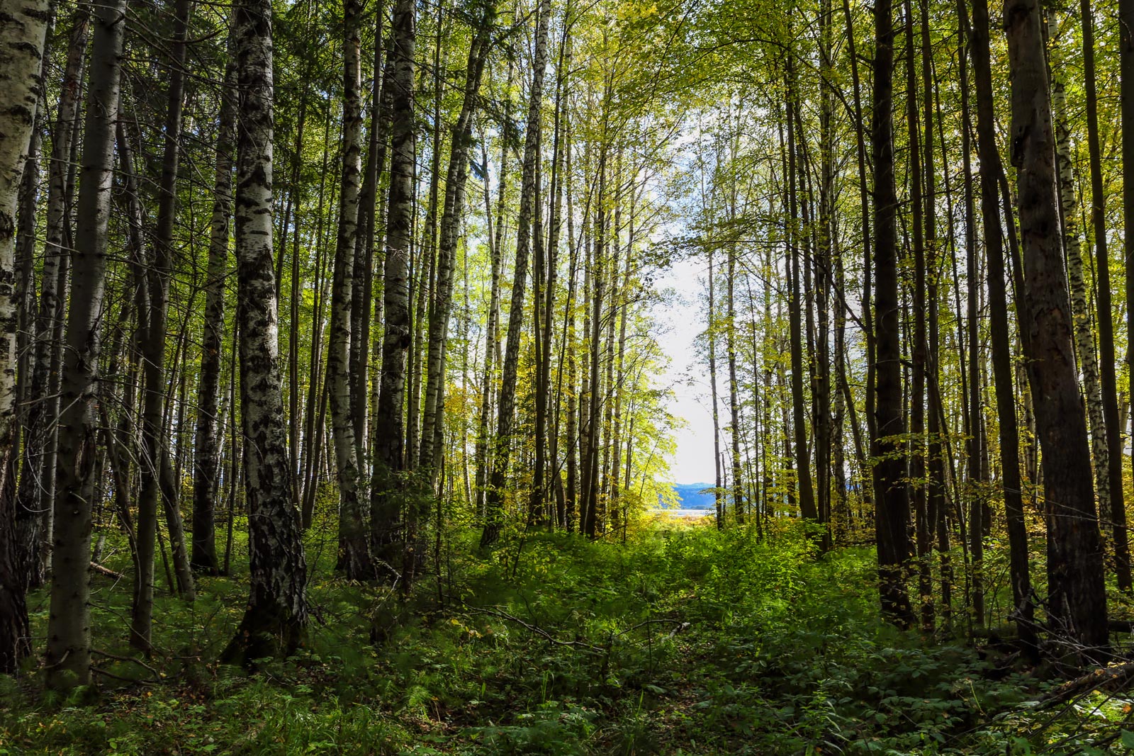 Кунчурихинский бор, image of landscape/habitat.