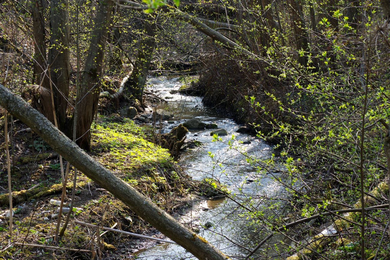 Павловск, image of landscape/habitat.