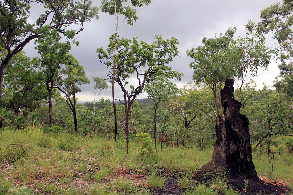 Kakadu, image of landscape/habitat.