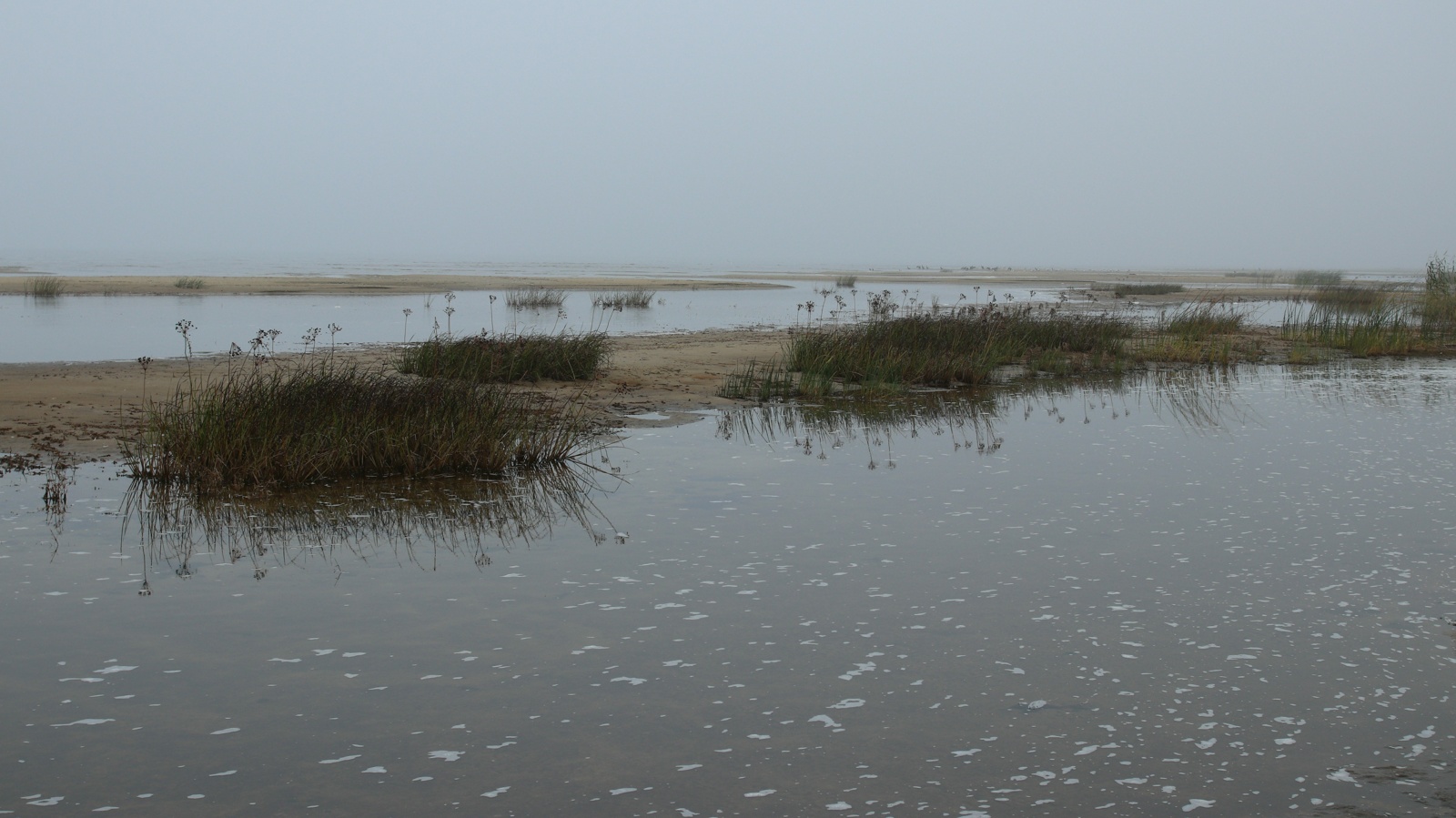 Спицино, image of landscape/habitat.