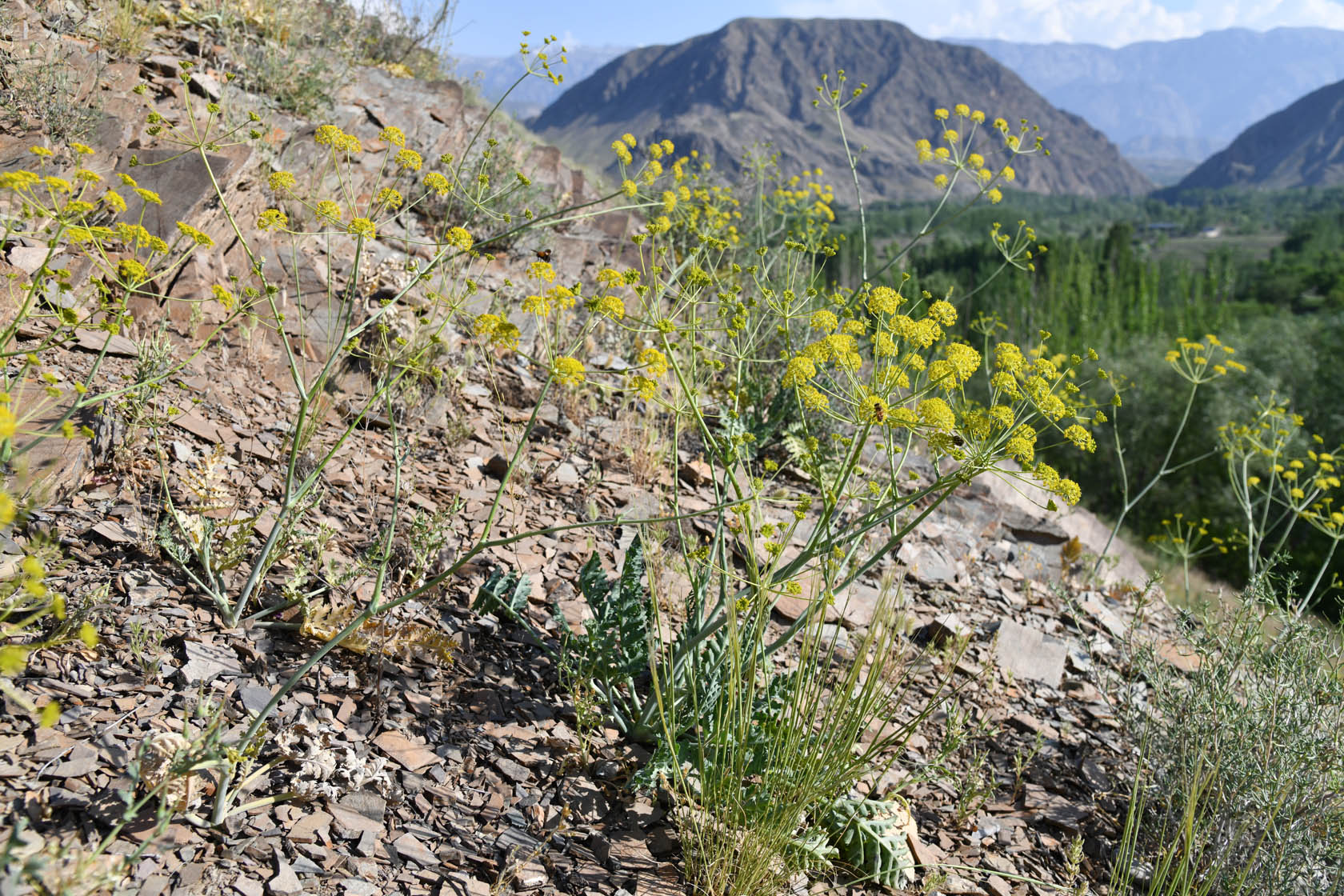 Исфара, image of landscape/habitat.