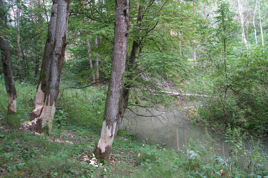 Пойма ручья, image of landscape/habitat.