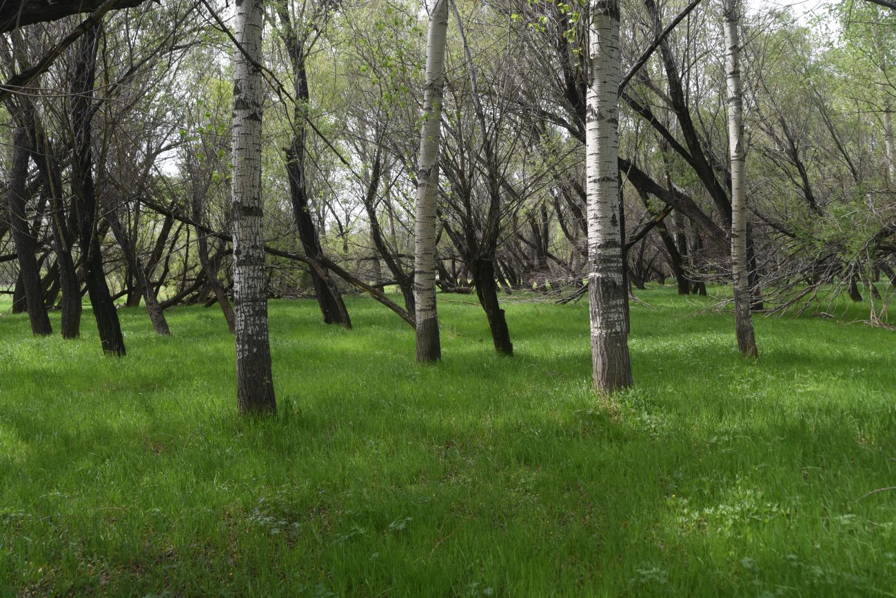 Явузлар, изображение ландшафта.