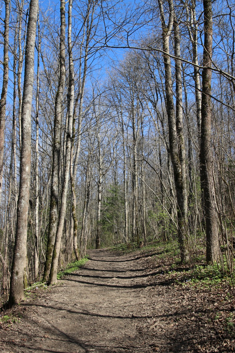 Дудергофские высоты, image of landscape/habitat.