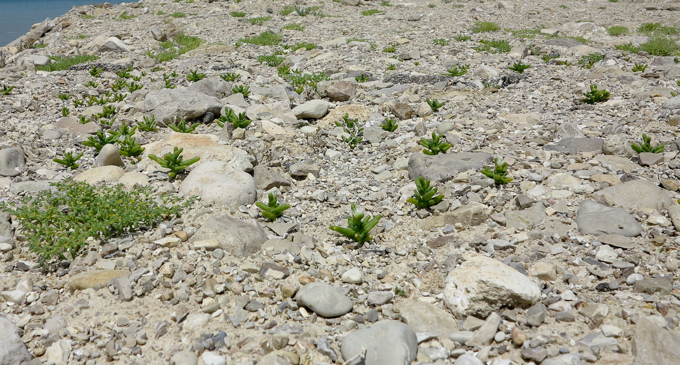 Мёртвое море, изображение ландшафта.