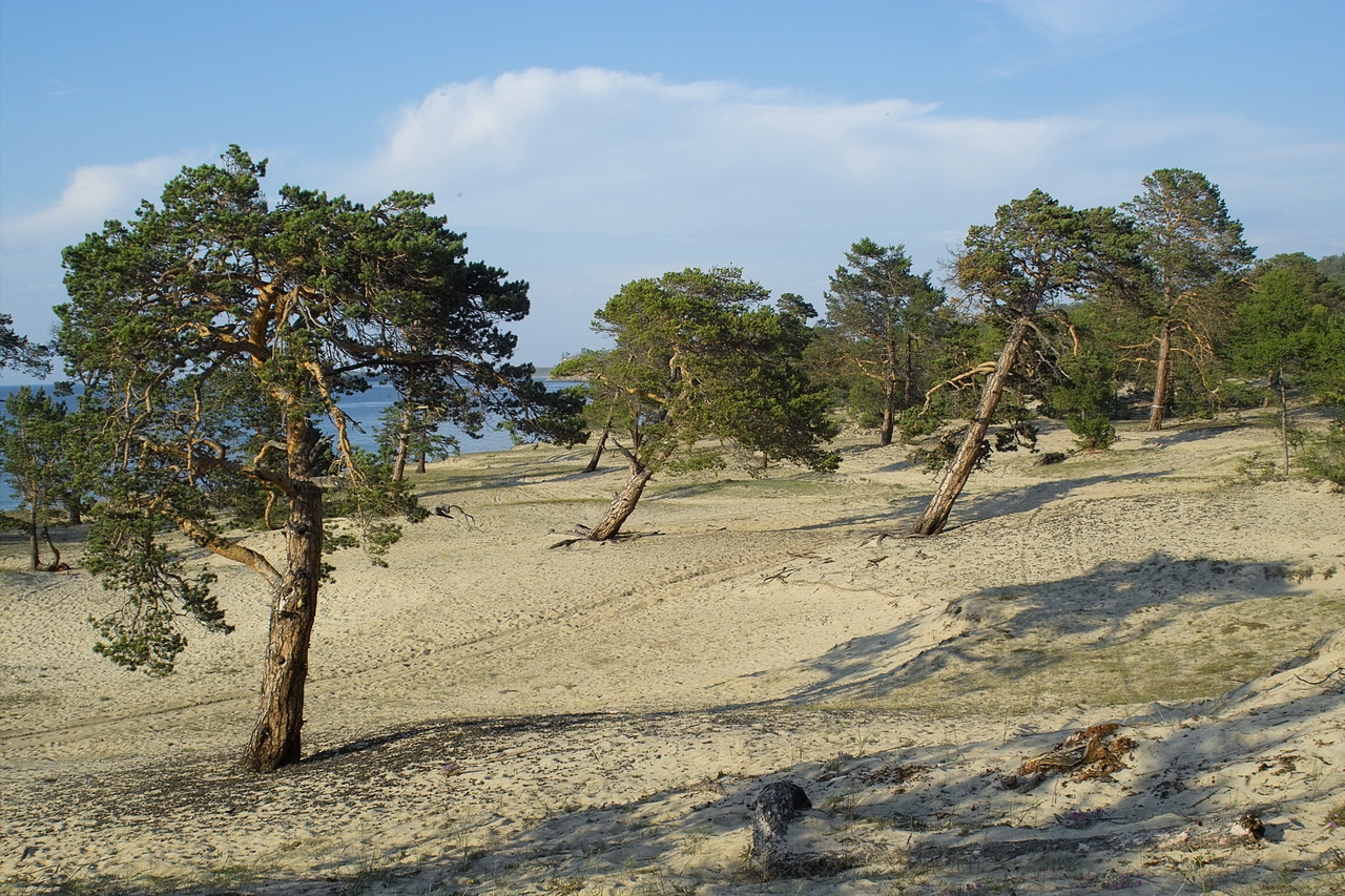 Песчаное, image of landscape/habitat.