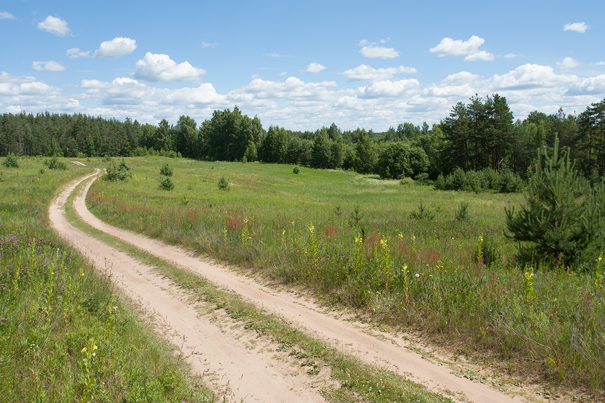 Залежь у Тиханово, image of landscape/habitat.