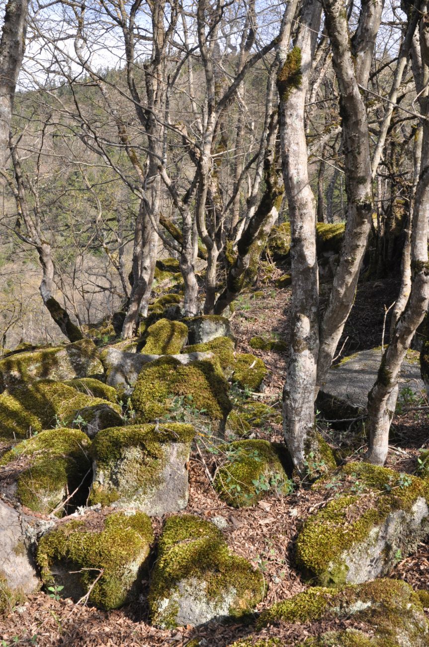 Урочище Гогичаант Геле, image of landscape/habitat.