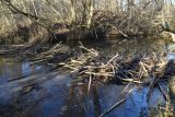 Вокруг хутора учителей Дёшиных, image of landscape/habitat.