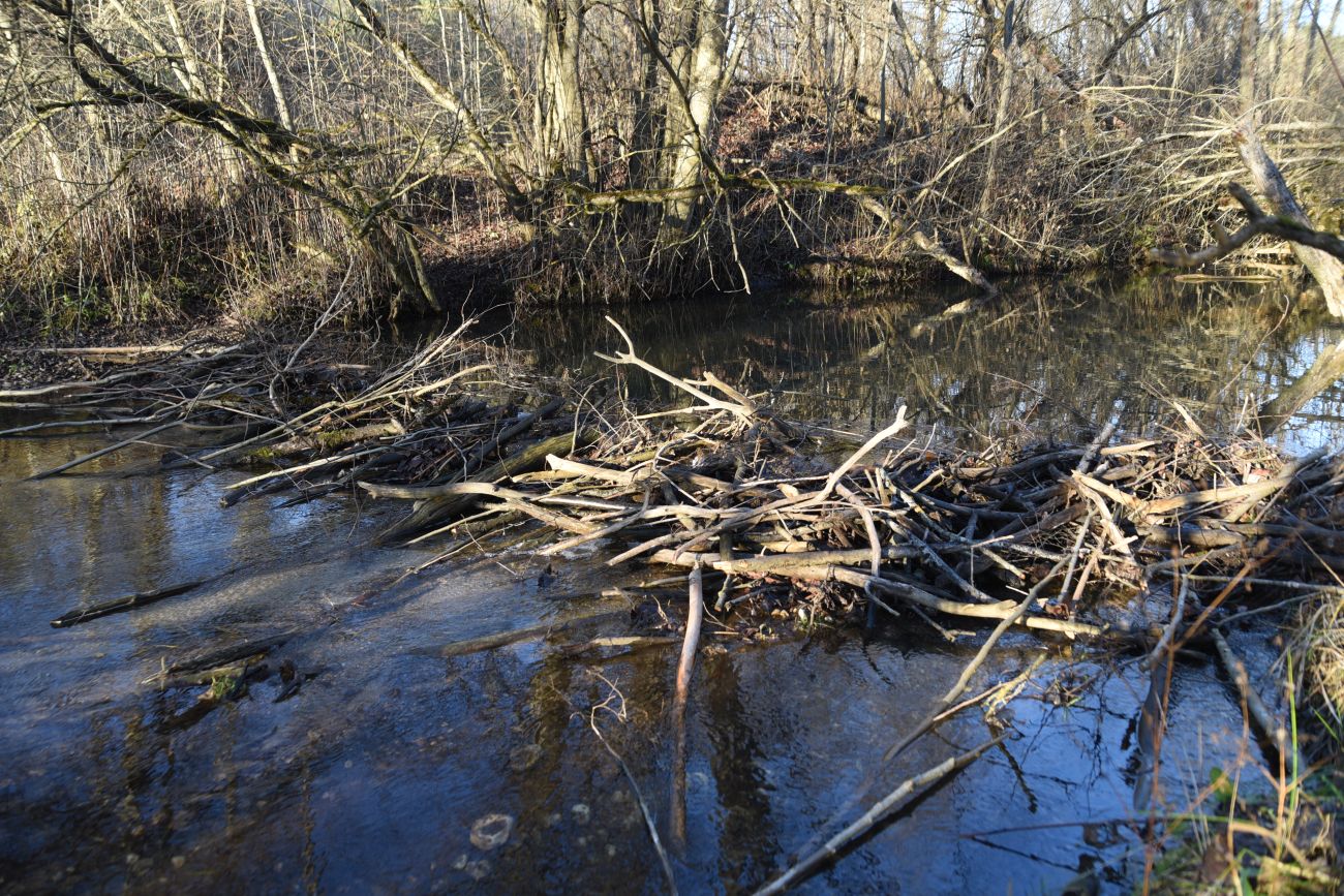 Вокруг хутора учителей Дёшиных, image of landscape/habitat.