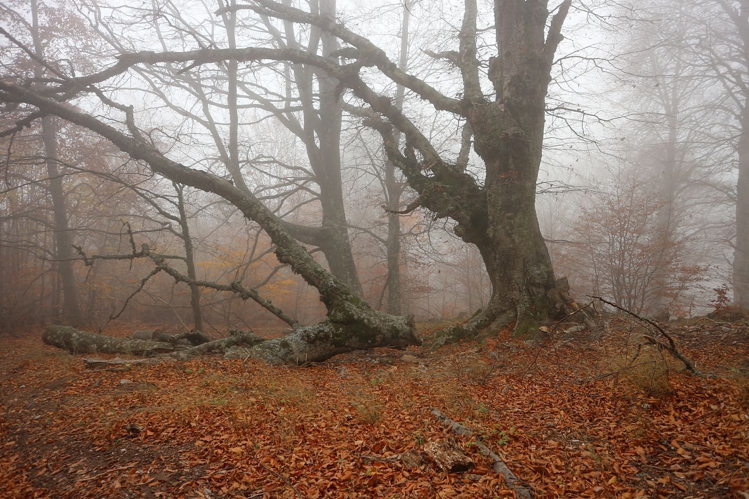 Перья Хапхала, image of landscape/habitat.