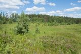 Залежь у Тиханово, image of landscape/habitat.