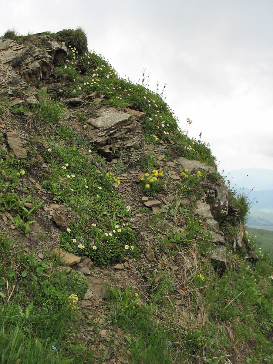 Высокогорья Свидовца, image of landscape/habitat.