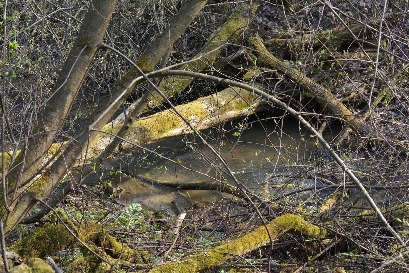 Павловск, image of landscape/habitat.