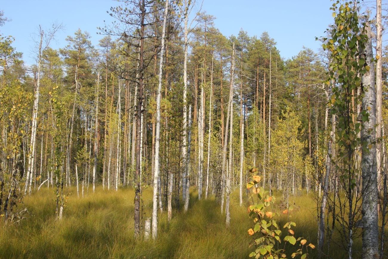 Окрестности устья реки Вига, image of landscape/habitat.