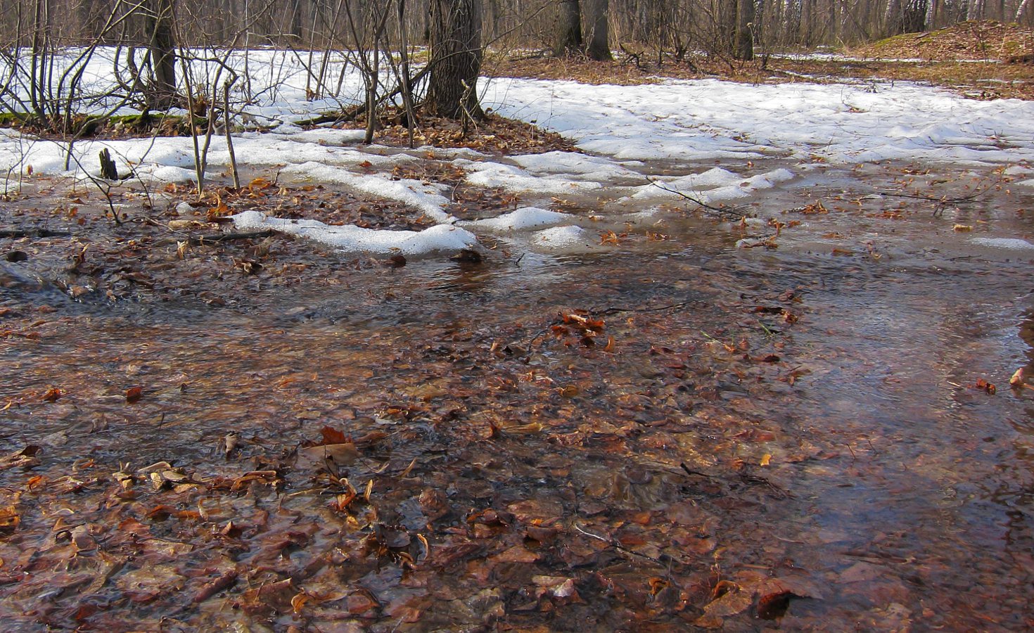 Бавлы, image of landscape/habitat.