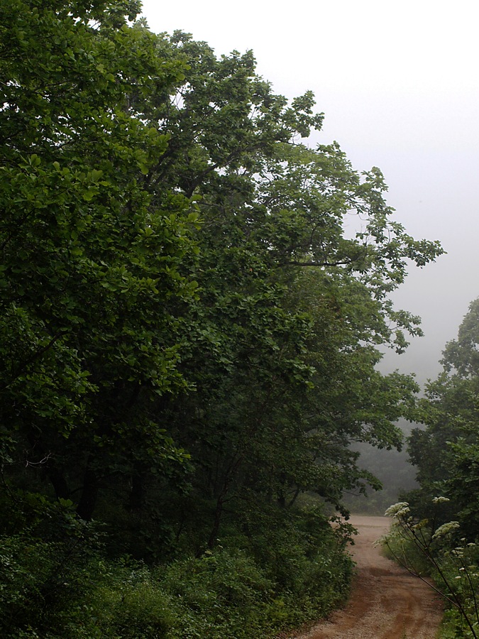 Бухта Красная Скала, image of landscape/habitat.