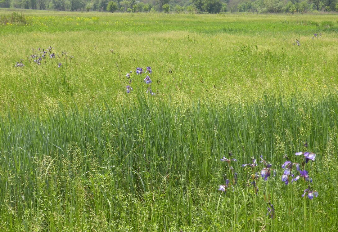 Куриловская пойма Днепра, image of landscape/habitat.