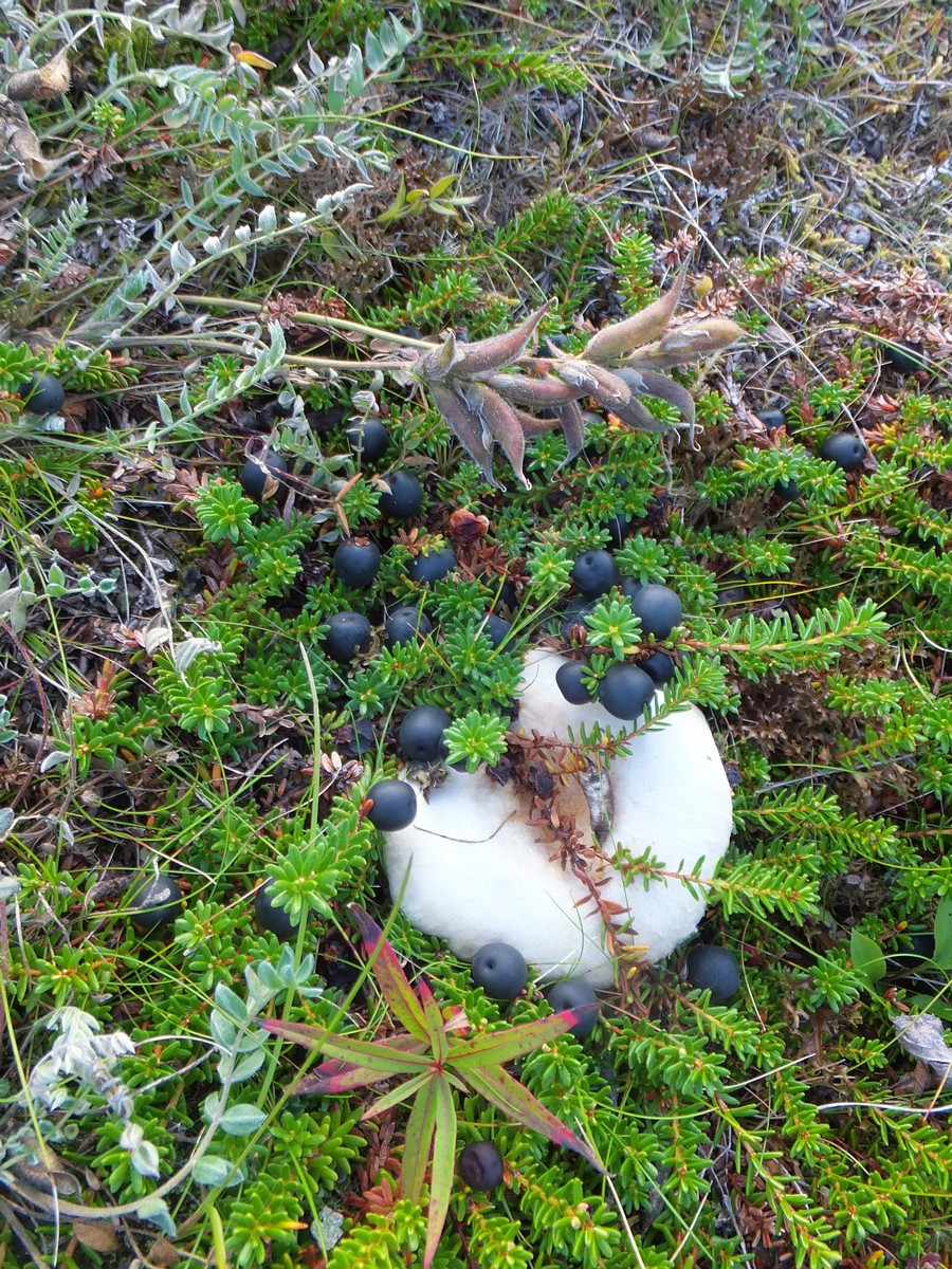 Дальние Зеленцы, image of landscape/habitat.