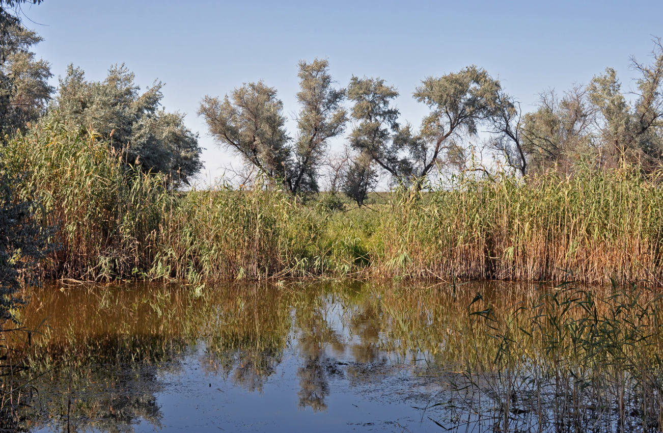 Окрестности села Воскресеновка, image of landscape/habitat.