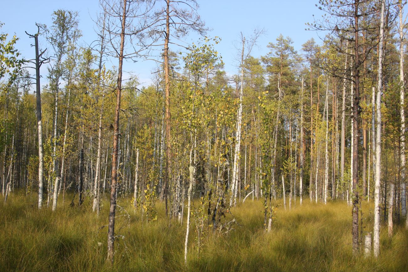 Окрестности устья реки Вига, image of landscape/habitat.