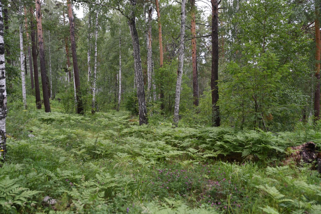 Гора Аракуль, image of landscape/habitat.