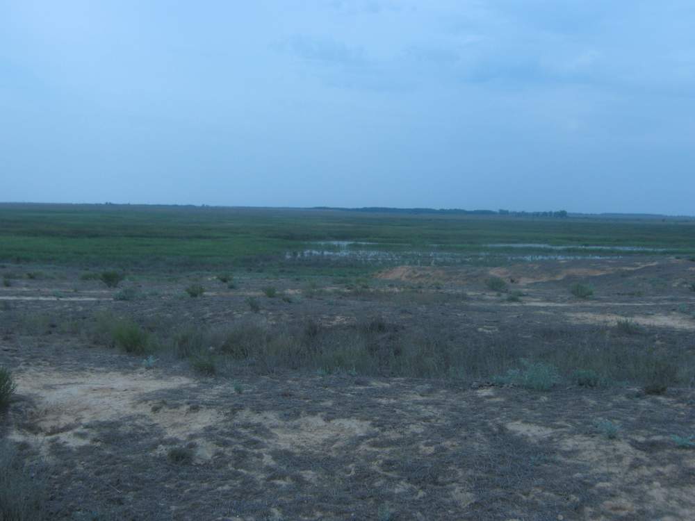 Дельта Волги, Северный Каспий, image of landscape/habitat.