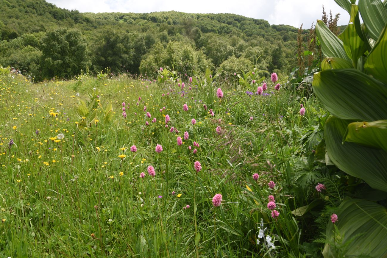 Сигнальная гора, image of landscape/habitat.