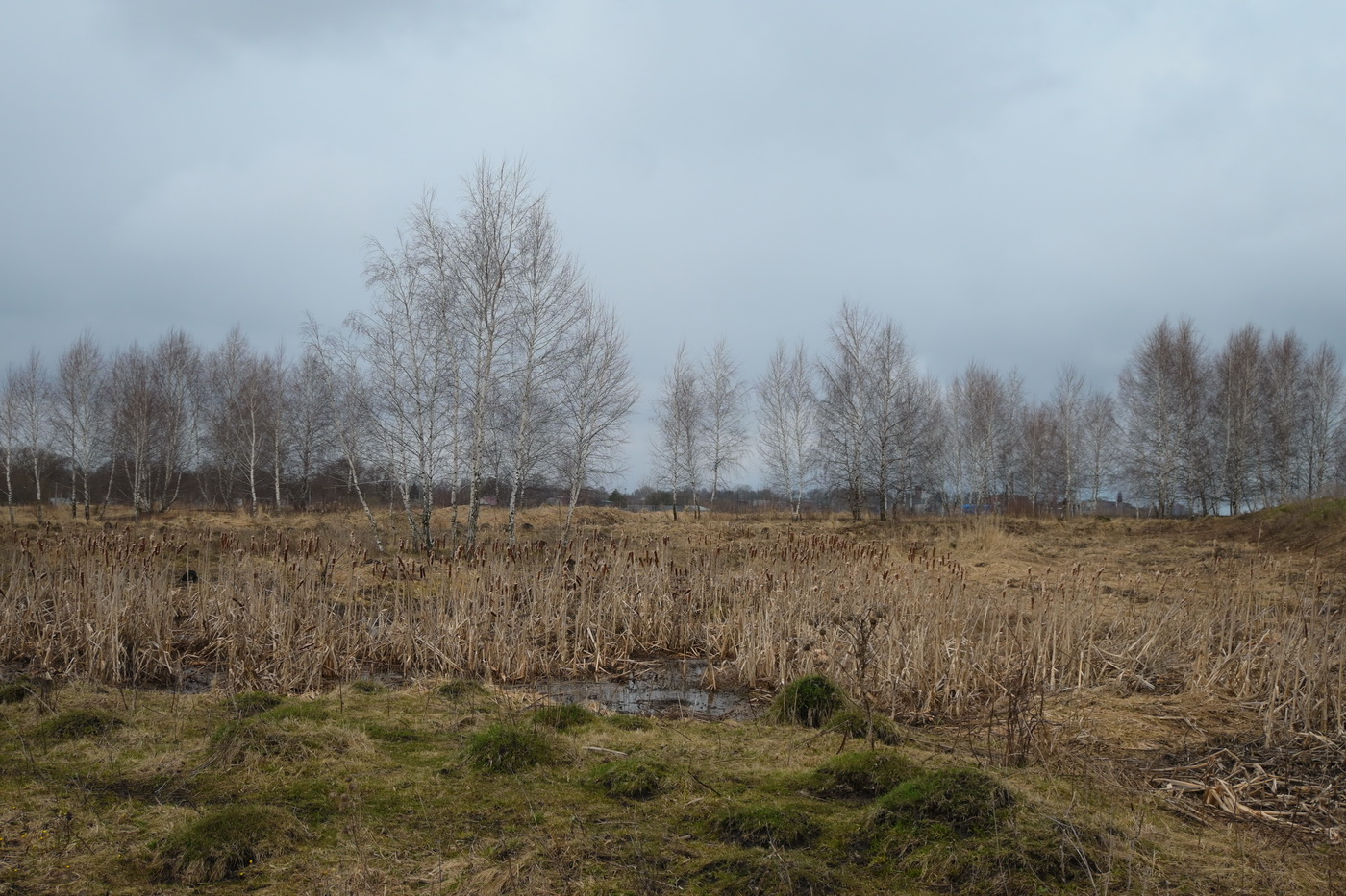Товарковский, image of landscape/habitat.