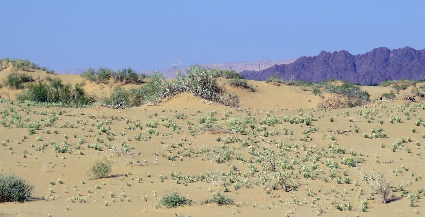 Эмек Арава, image of landscape/habitat.