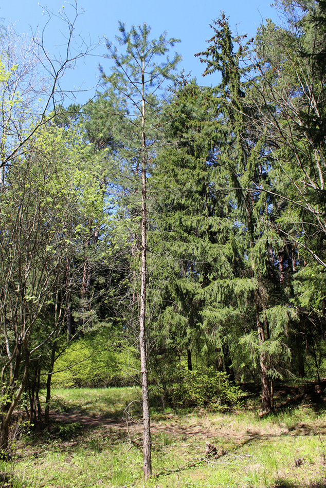 Зелёное, image of landscape/habitat.