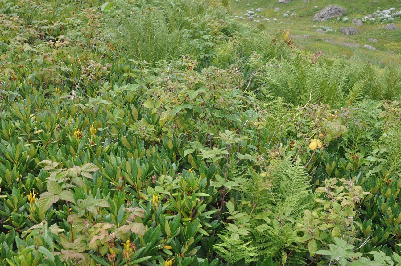 Долина реки Вулелаури, image of landscape/habitat.