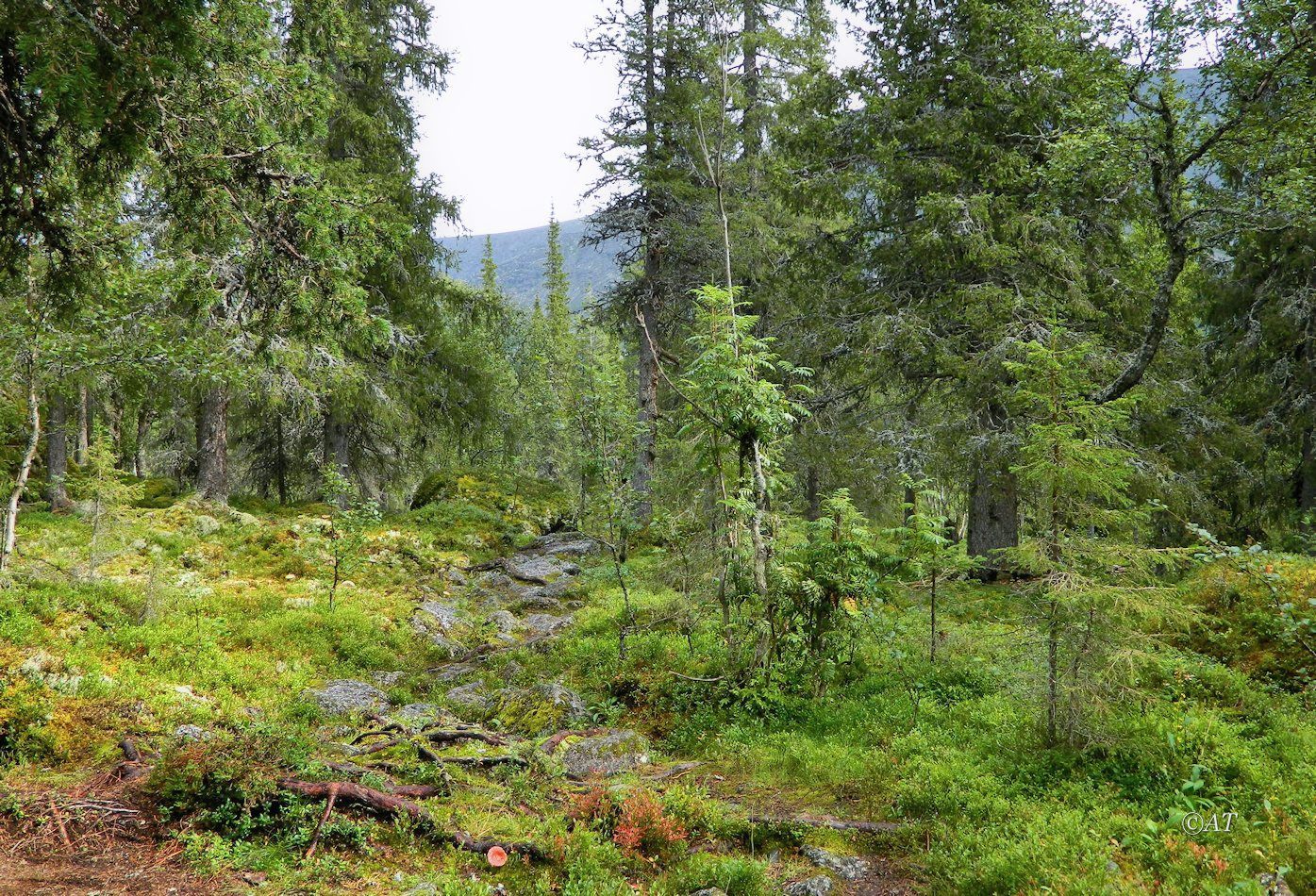 Долина реки Кунийок, image of landscape/habitat.