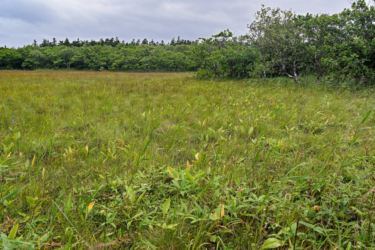 Мыс Слепиковского, image of landscape/habitat.