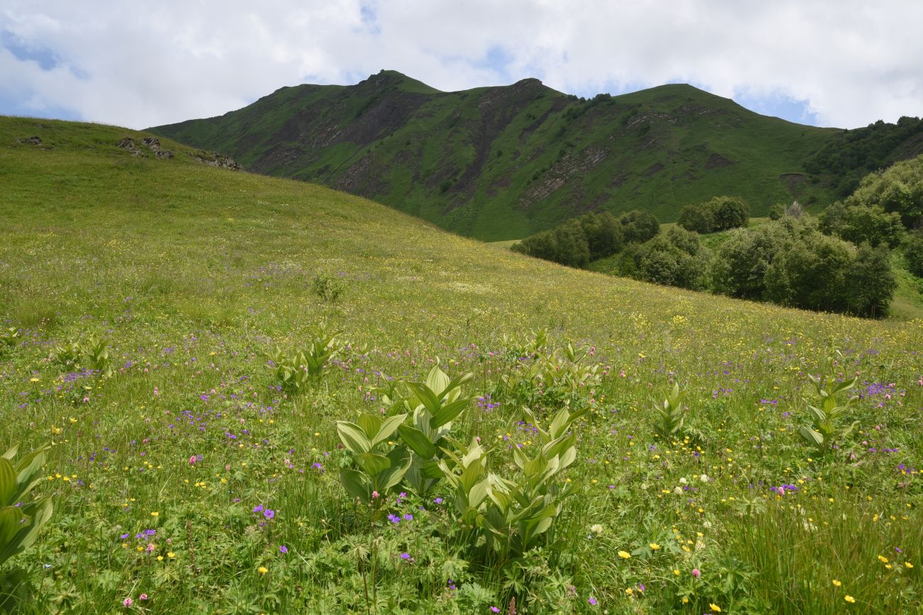 Сигнальная гора, image of landscape/habitat.