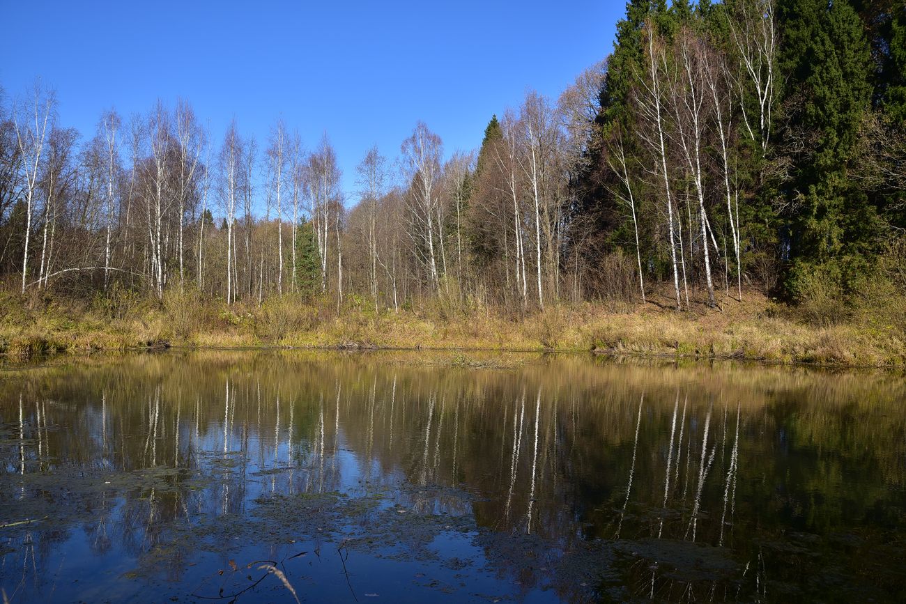 Чёлоховский пруд, image of landscape/habitat.