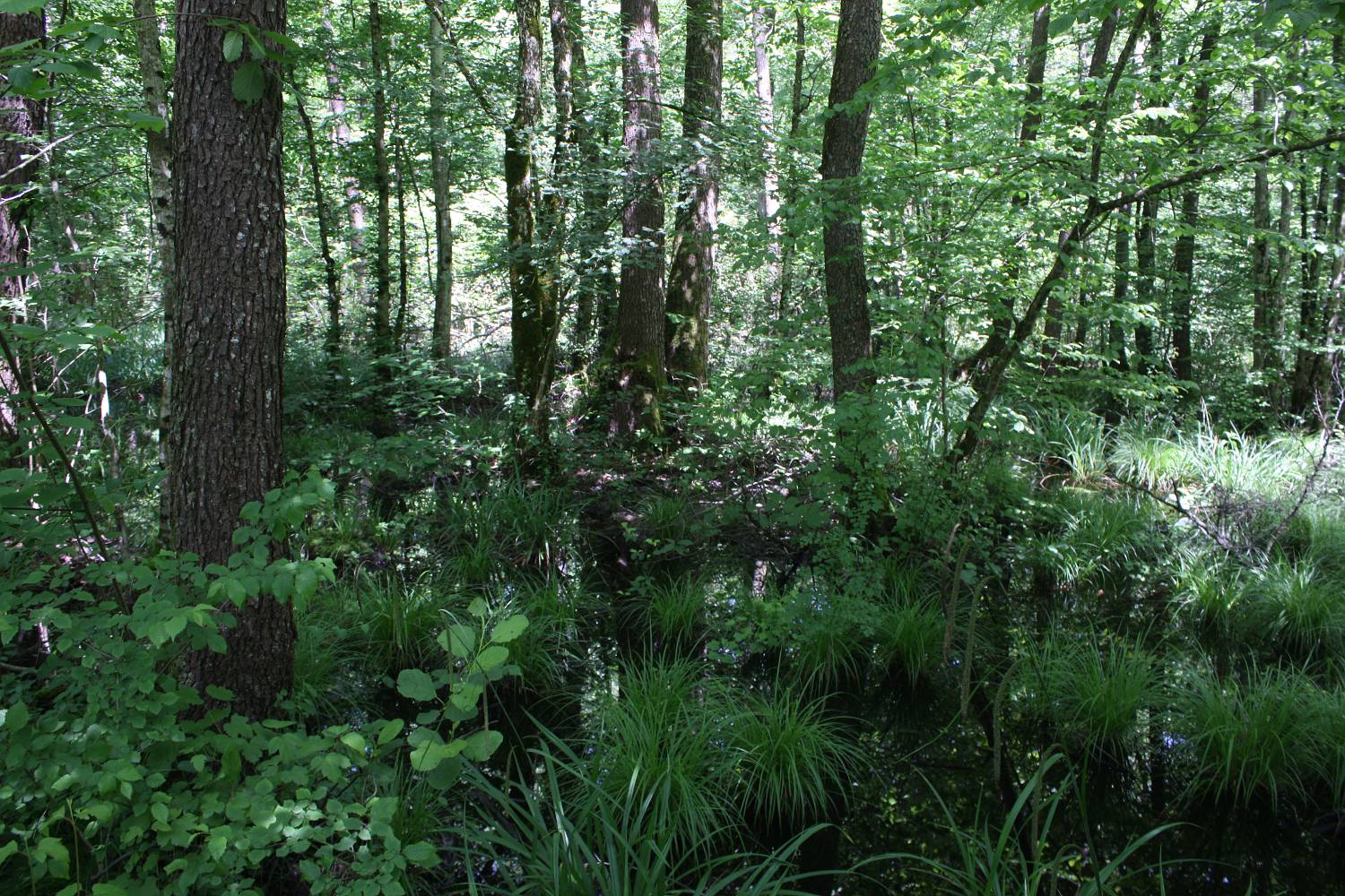 Краковский лес, изображение ландшафта.